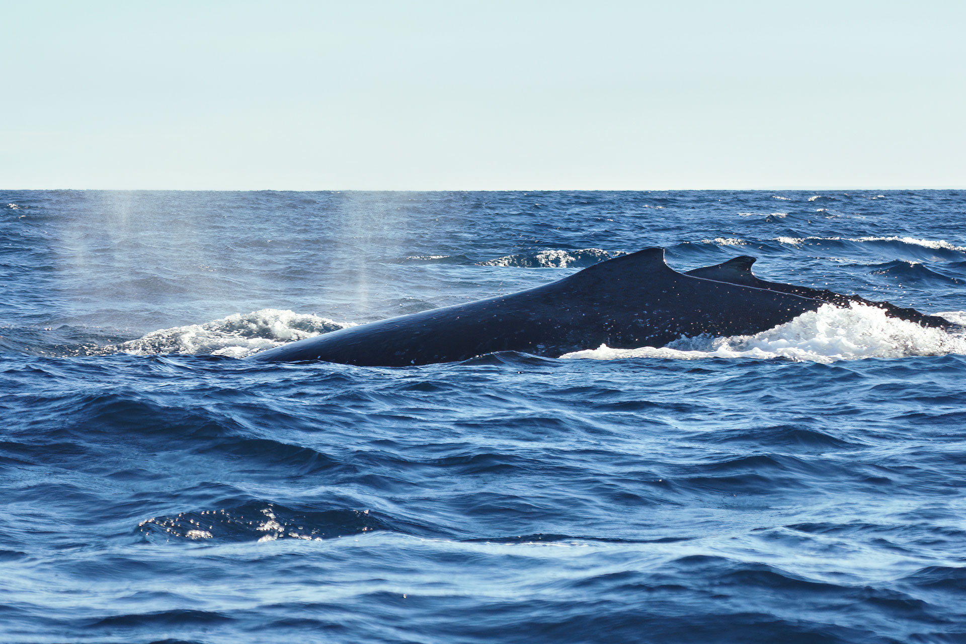 Whale-Watching vor der Küste von Itaty: In großen Gruppen ziehen Buckelwale jedes Jahr in warme, tropische Breiten um dort ihre Jungtiere zur Welt zu bringen.